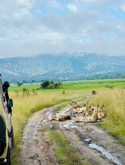 A safari vehicle on a muddy road with lions resting on the side. 3