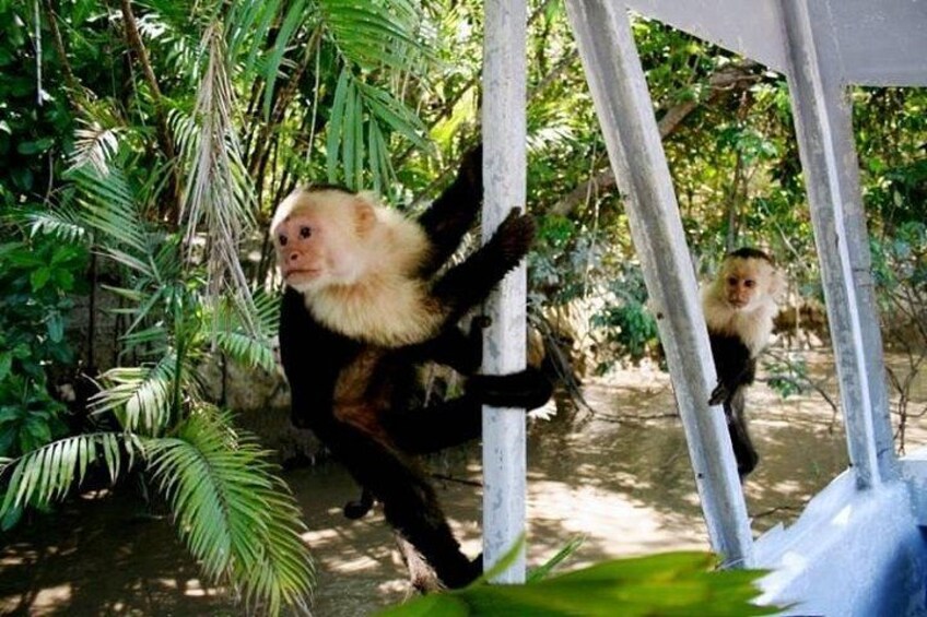A monkey climbing a structure surrounded by dense foliage. 2