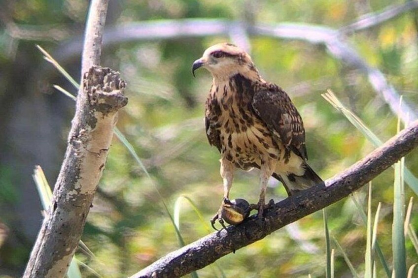 A bird perched on a branch. 3