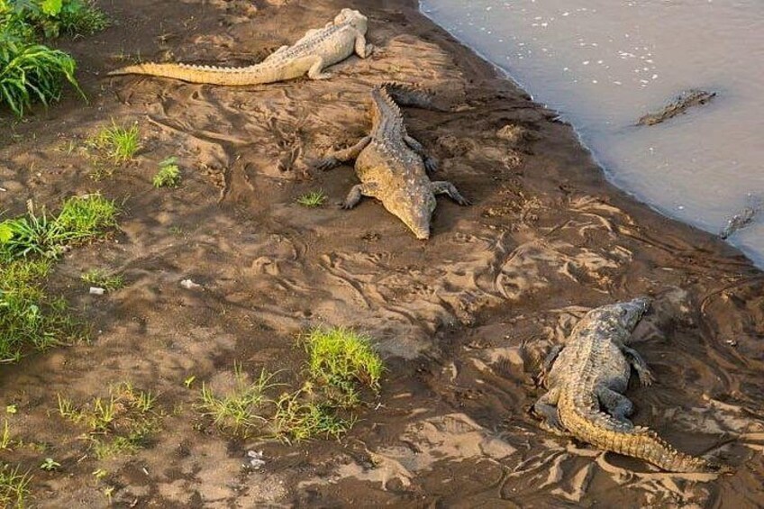 Crocodiles resting on a muddy bank near a body of water. 4