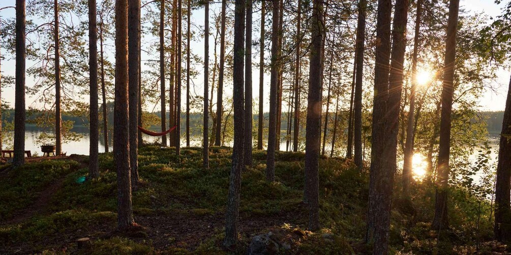 Picture 7 for Activity Finnish Karelia: Forest bathing (Shinrin-Yoku) in the wilderness, all-inclusive 5