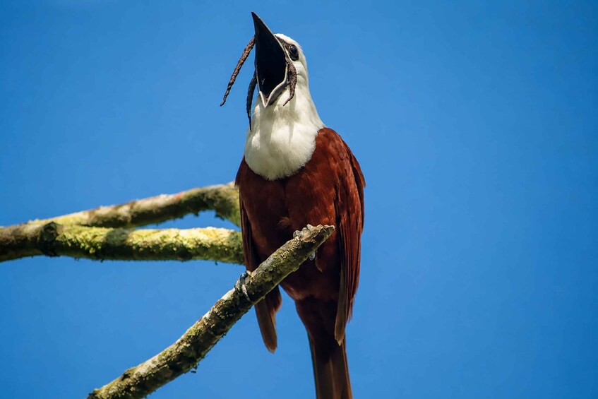 A bird perched on a branch with a clear blue sky in the background. 4