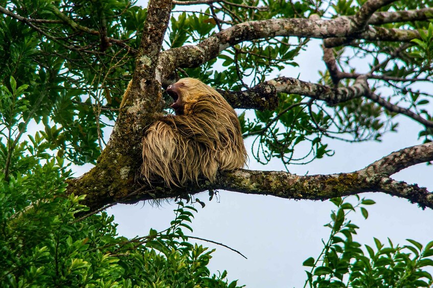 A sloth resting on a tree branch surrounded by green foliage. 5