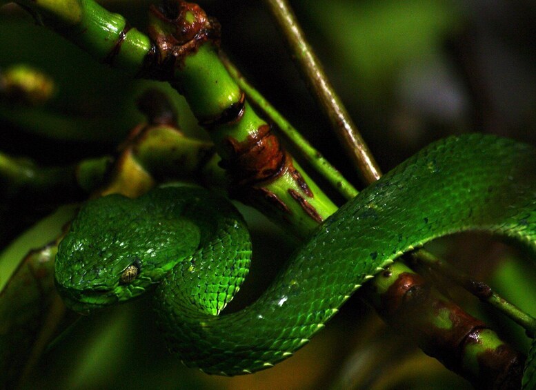 A close-up of a green snake coiled around a plant stem. 4