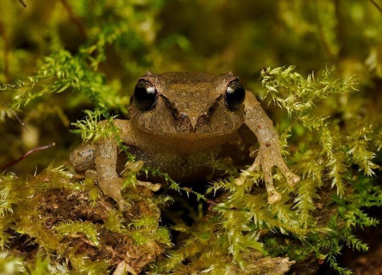 A frog on moss. 5