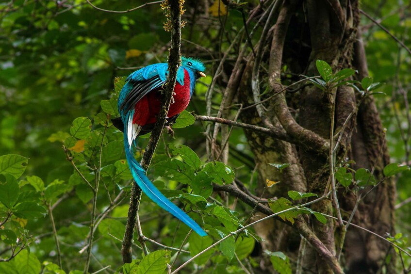 A bird with blue and red plumage perched on a branch surrounded by green foliage. 3