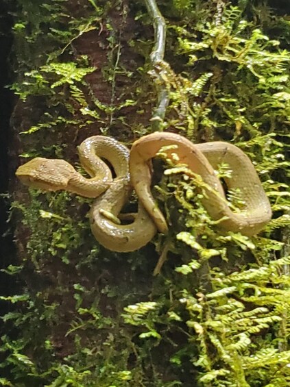 A snake coiled on a mossy rock surface. 3
