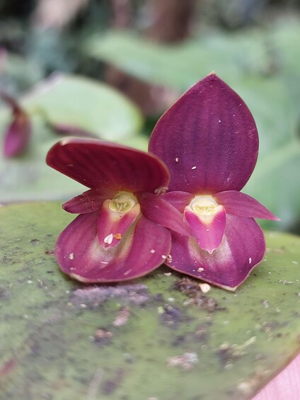 Two purple orchids on a green leaf. 2