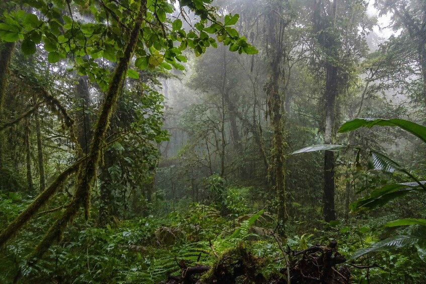 A dense rainforest with tall trees, thick undergrowth, and a misty atmosphere. 2