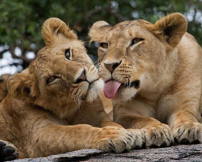 Two lions lying close together on a rock. 1
