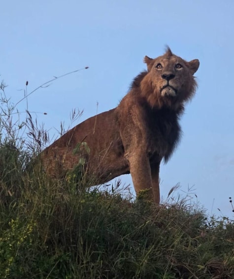 Picture 97 for Activity Nairobi: Nairobi National Park with Options 2