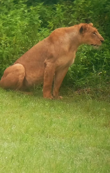 Picture 101 for Activity Nairobi: Nairobi National Park with Options 4