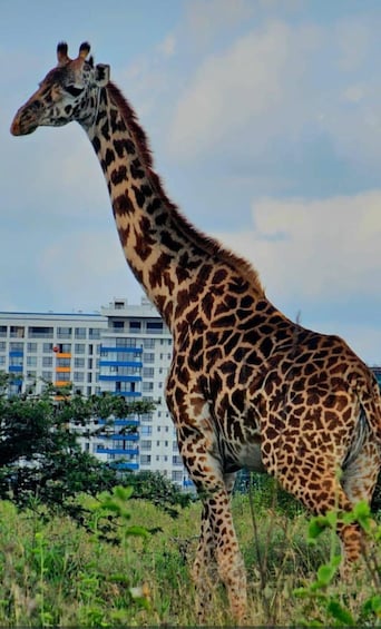Picture 101 for Activity Nairobi: Nairobi National Park with Options 3