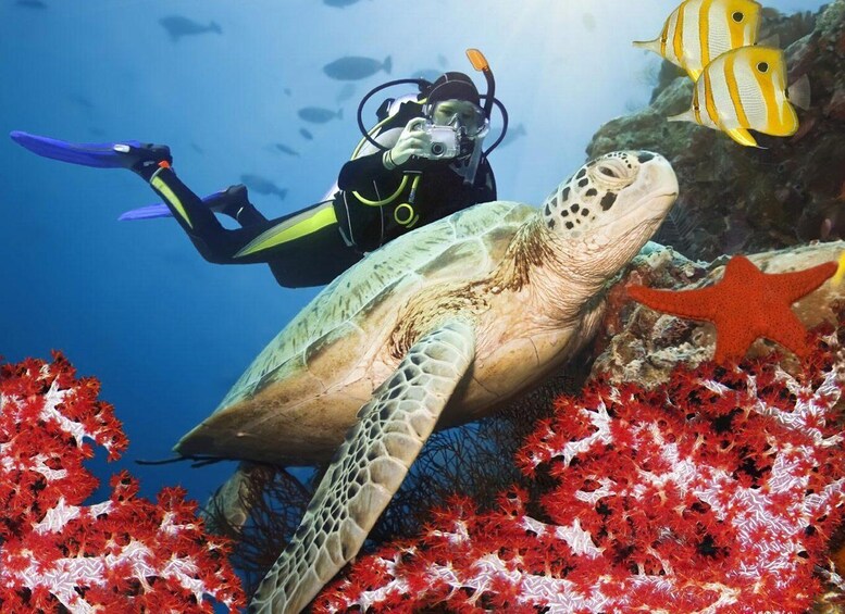 A diver with a scuba mask and fins swimming near a sea turtle and colorful coral. 1