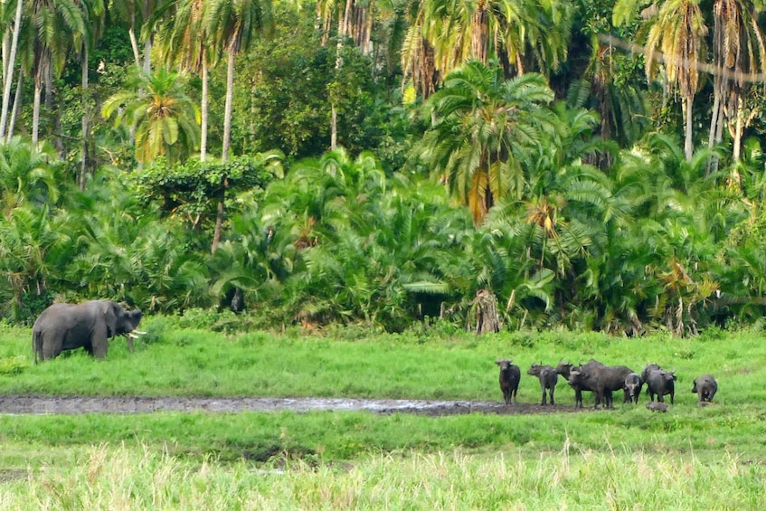 En elefant och en grupp bufflar på en gräsklädd åker med palmer i bakgrunden. 1