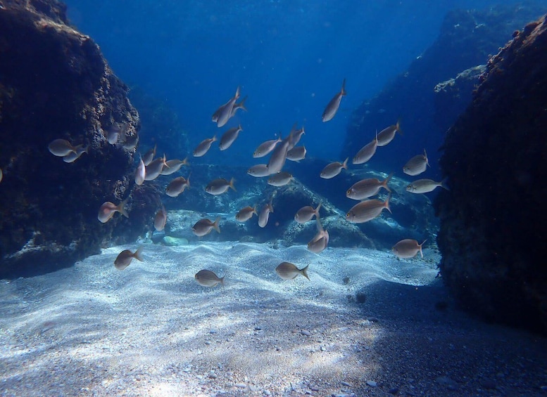 A school of fish swimming in an underwater environment with rocky formations. 2