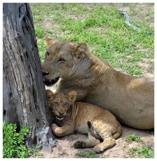 A lioness and her cub resting near a tree in a grassy area. 1