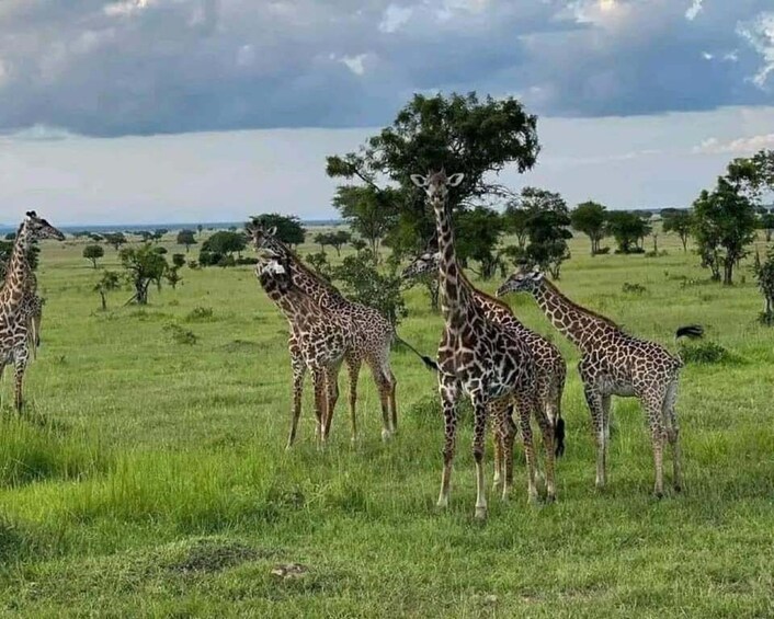 A group of giraffes in a grassy savannah with scattered trees and a cloudy sky. 5