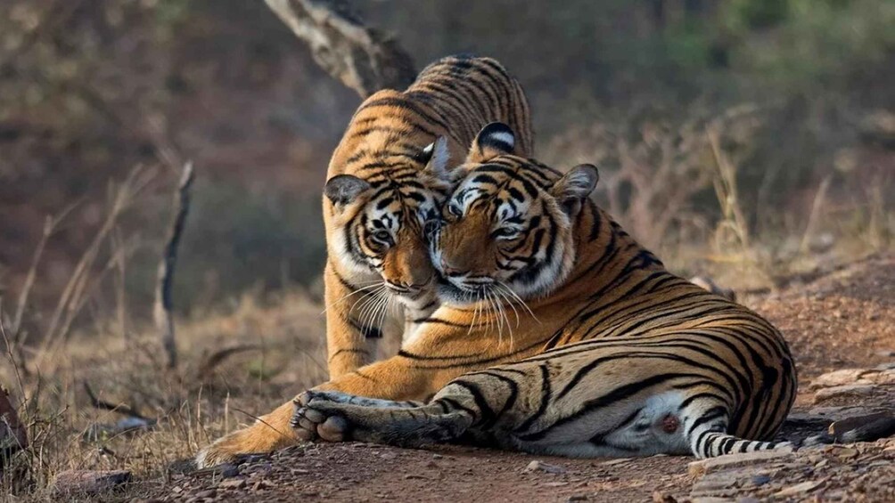 Delhi: Agra & Jaipur 4-Day Tour with Ranthambore Safari 1