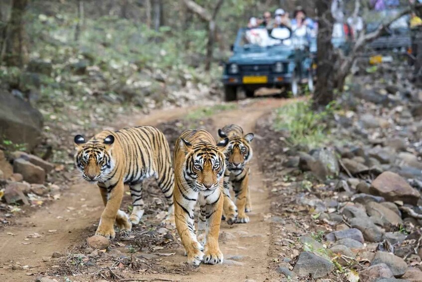 Three tigers walking on a dirt path with rocks and vegetation, with a vehicle and people in the background. 1