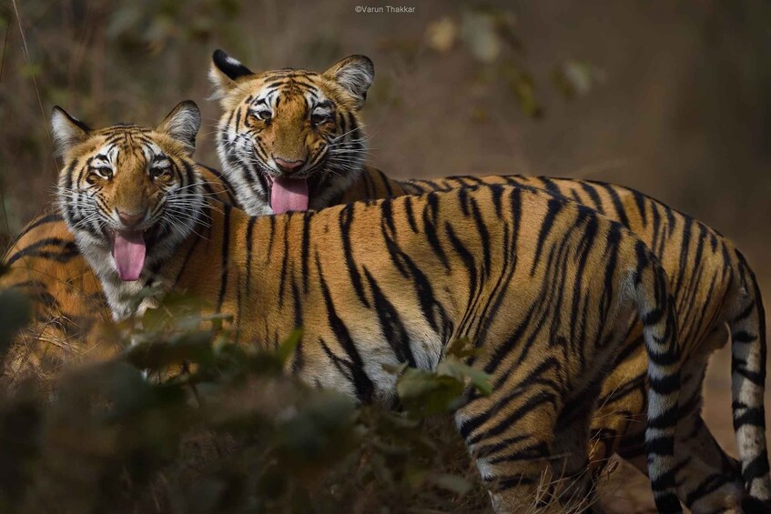 Two tigers in a natural setting with dense foliage. 3