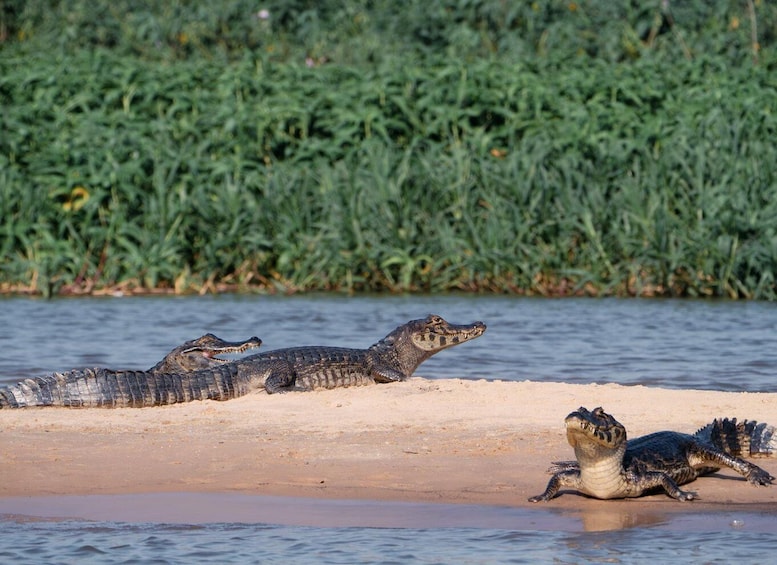 Picture 18 for Activity São Paulo: 3-Day Photographic safari in the Pantanal 4