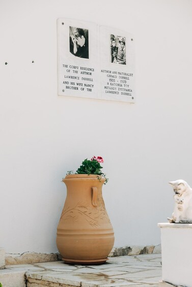 A terracotta pot with flowers on a tiled floor, a white wall with two black-and-white photographs, and a white cat on a white bench. 5