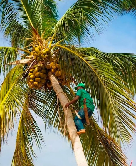 A person climbing a palm tree to harvest coconuts. 1