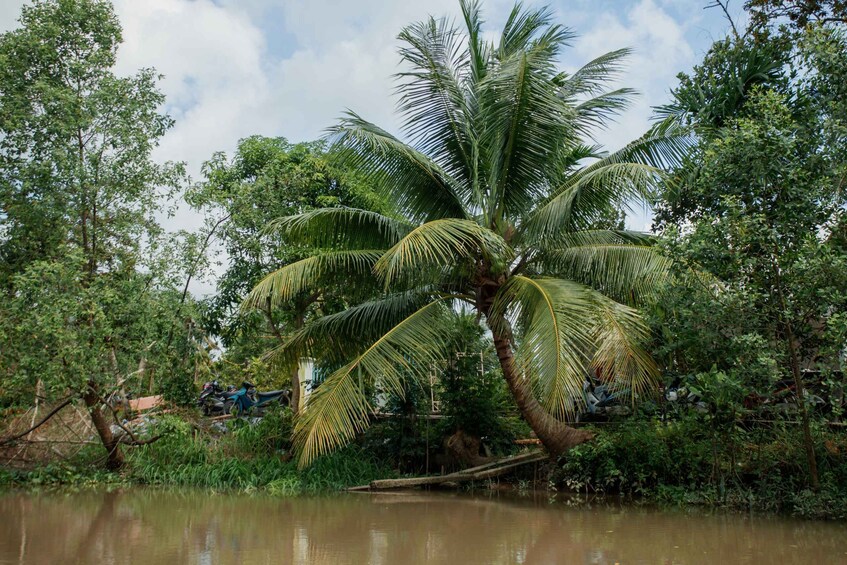 Una palmera a orillas de un río, con una motocicleta y una casa al fondo. 5