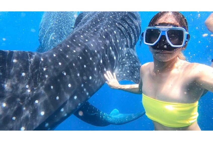 A person snorkeling with a whale shark. 1