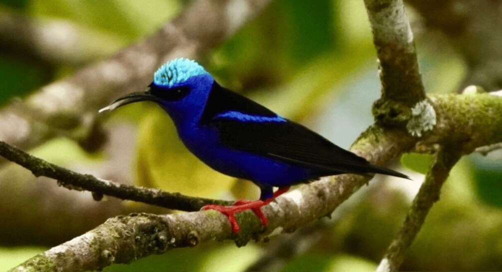 A blue bird perched on a branch. 2