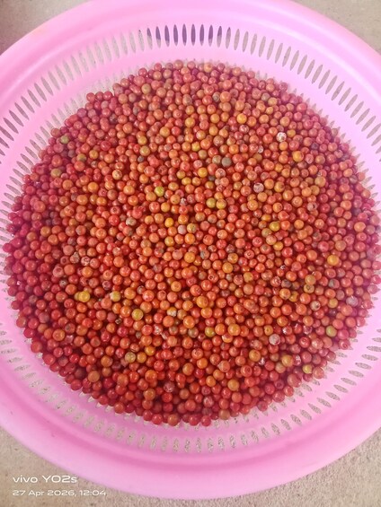 A pink colander filled with small, round, red and orange berries. 2