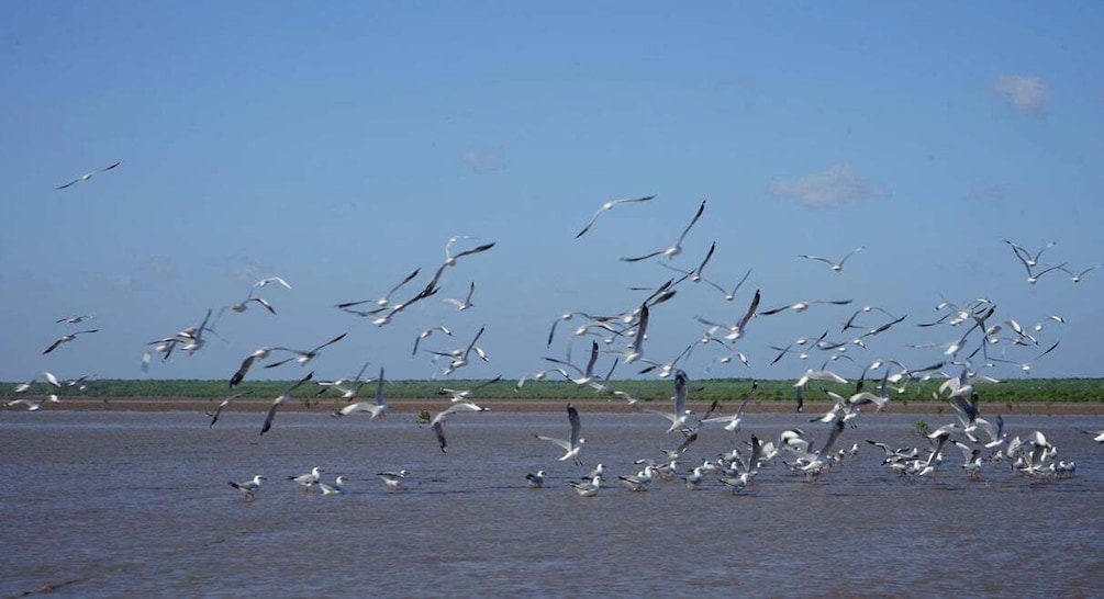 Picture 2 for Activity Ca Mau: Mangrove Forest Canoe Tour 2