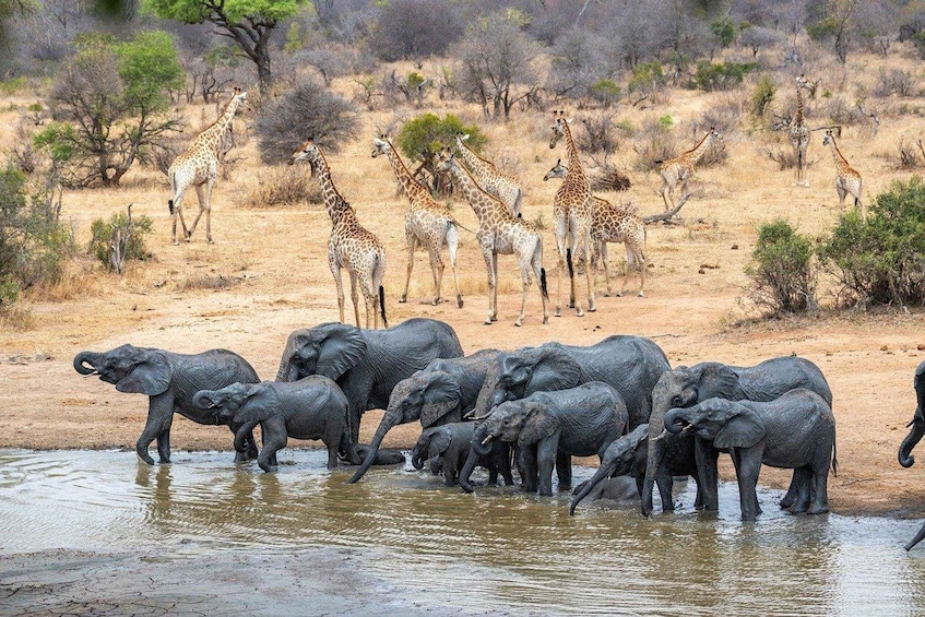 A herd of elephants by a waterhole with giraffes in the background. 5