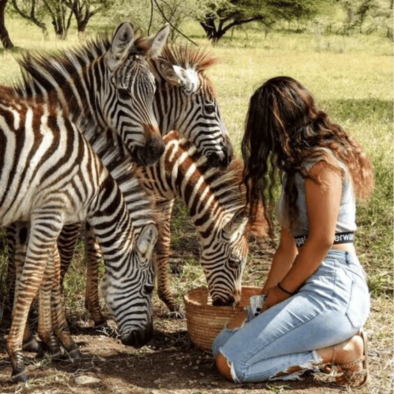 A person feeding zebras in a grassy field with trees in the background. 2