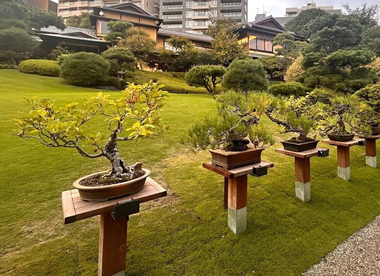 A garden with bonsai trees on pedestals. 2