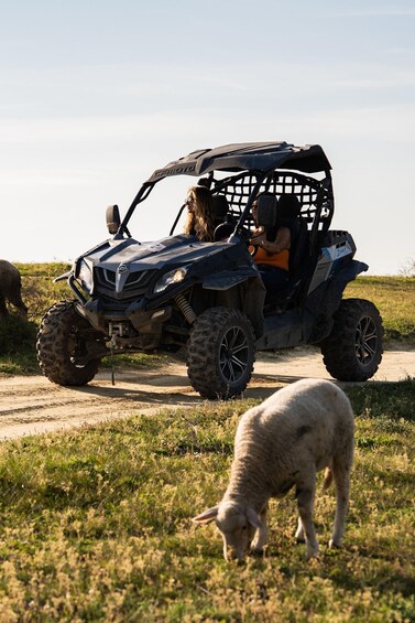A person driving a vehicle on a dirt road with a sheep grazing nearby. 1