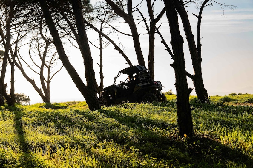 A quad bike parked among trees in a grassy field. 2
