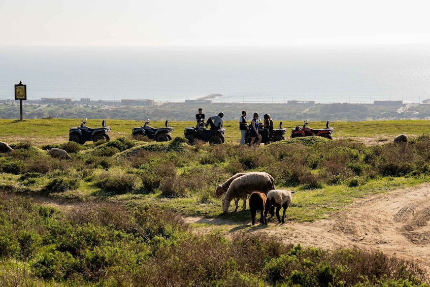A group of people on ATVs near a coastal area with sheep grazing. 3