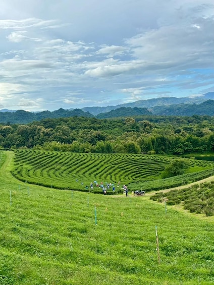 A lush green landscape with terraced fields and a group of people walking. 5