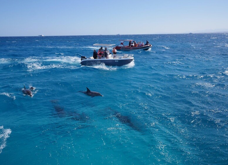 A boat tour with dolphins in the ocean. 2
