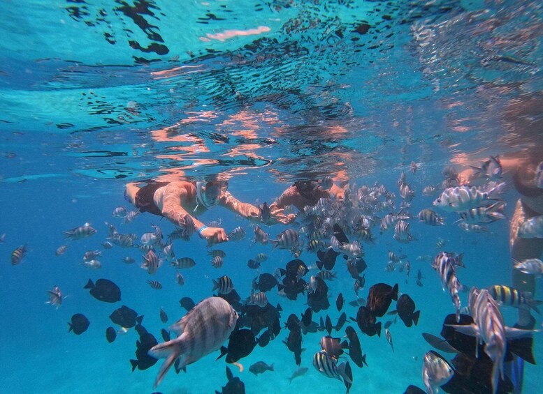 A person swimming with a school of fish in clear blue water. 4