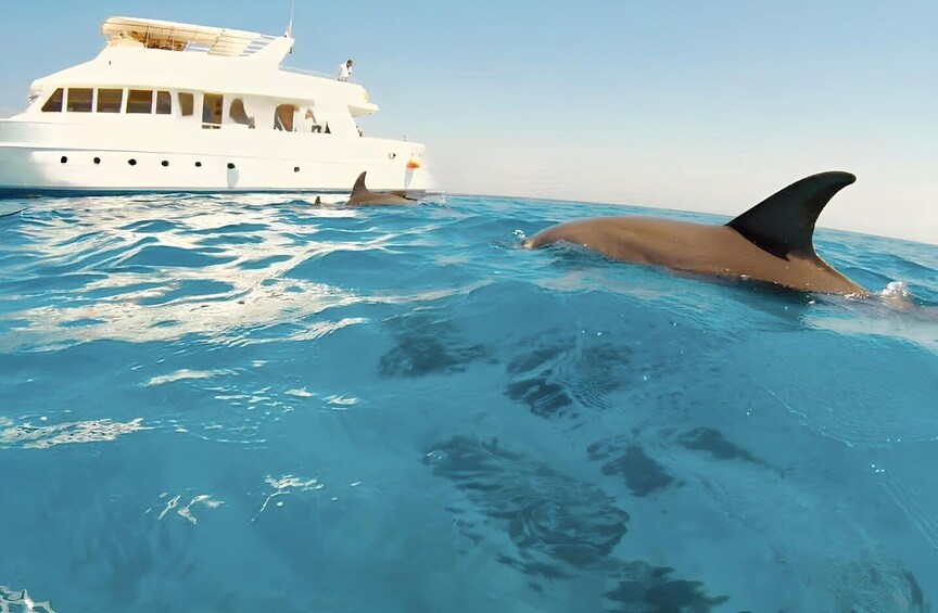 A white yacht in the ocean with a dolphin swimming nearby. 3