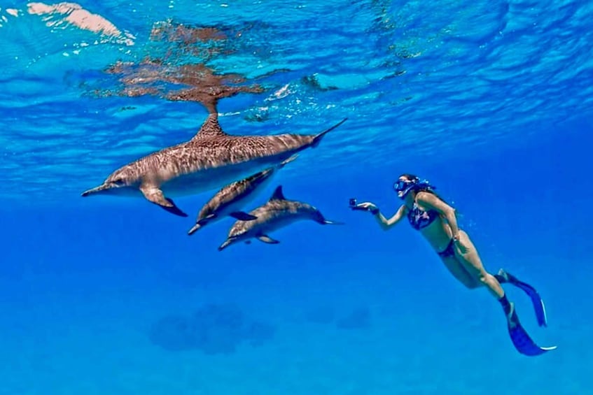 A diver swimming with dolphins in clear blue water. 5