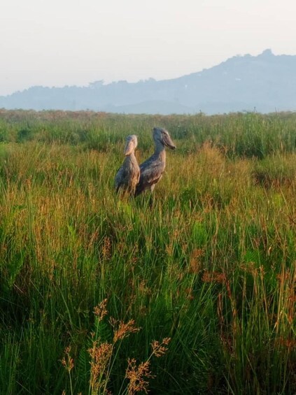 Picture 7 for Activity Entebbe: Mabamba Swamp Shoebill Tracking Boat Tour 2