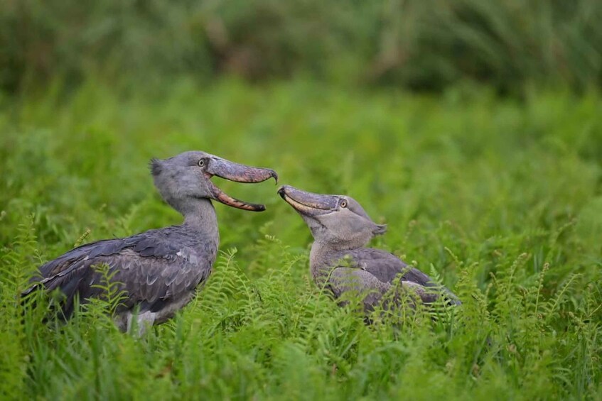 Entebbe: Mabamba Swamp Shoebill Tracking Boat Tour 1