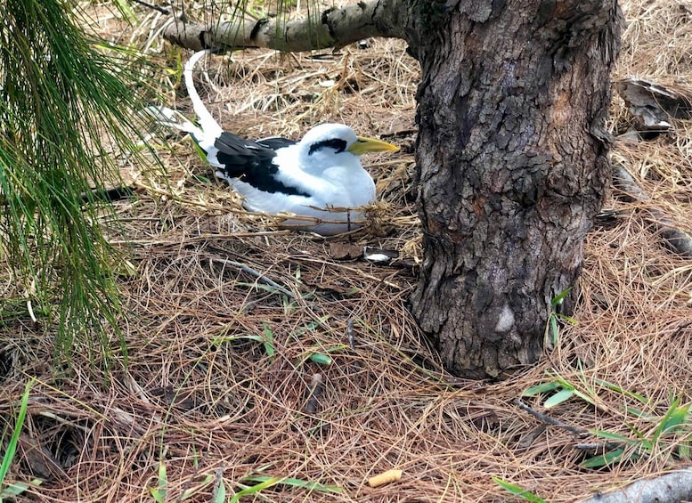 A bird with white and black plumage near a tree trunk surrounded by pine needles. 5