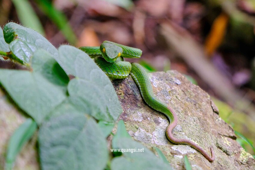 Picture 24 for Activity Phu Quoc: Tien Son Dinh 6-Hour Jungle Trekking Adventure 3