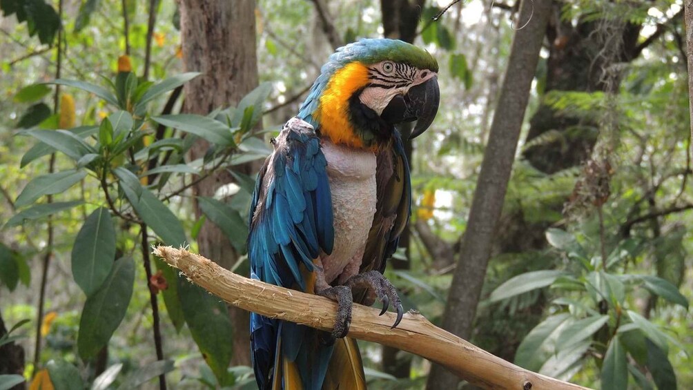 A parrot perched on a branch in a forest. 4