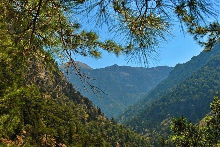 A mountainous landscape with dense forest and pine trees. 4